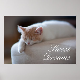 Tired Beige und White Kitten Poster
