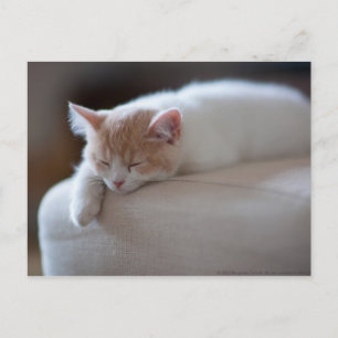 Tired Beige und White Kitten Postkarte
