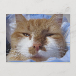 Tired Cat Postkarte