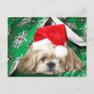 Tired Christmas Shih Tzu Feiertagspostkarte