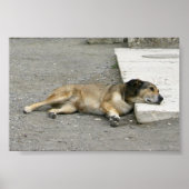 Tired Dog Custom Poster (Vorne)