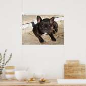 Tired French Bulldog Poster (Küche)