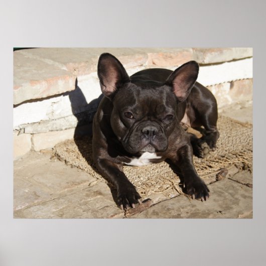 Tired French Bulldog Poster (Vorne)