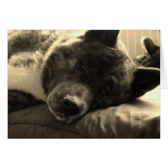 Tired Inca (Vorderseite (Horizontal))