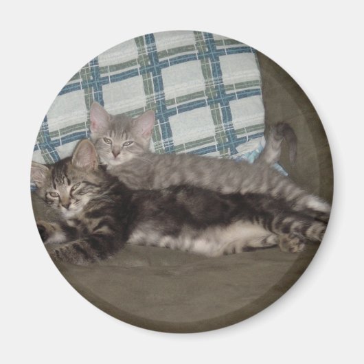 Tired Kitten Magnet (Vorne)