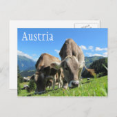 Tiroler Kühe Weiden, österreichische Alpen Postkarte (Vorne/Hinten)