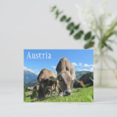 Tiroler Kühe Weiden, österreichische Alpen Postkarte (Stehend Vorderseite)