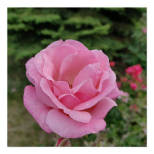 Tischlampe mit rosa Rosenblüten Poster
