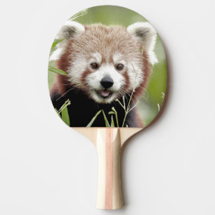 Tischtennisplatte Foto roter Panda , Tiere. Tischtennis Schläger