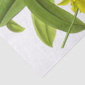 Tissue Paper (Vintage Gelbe Orchidee-Blume) Seidenpapier (Detail)