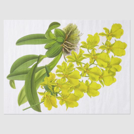 Tissue Paper (Vintage Gelbe Orchidee-Blume) Seidenpapier (Vorderseite)