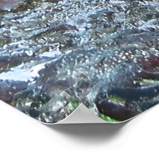 Titan Triggerfish Poster (Ecke)