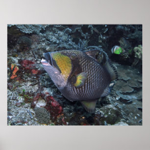 Titan Triggerfish Poster