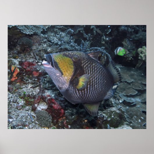 Titan Triggerfish Poster (Vorne)