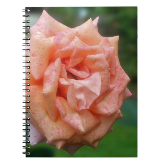 Titel Peach Rose Blume Nature Notebook Notizblock (Vorderseite)