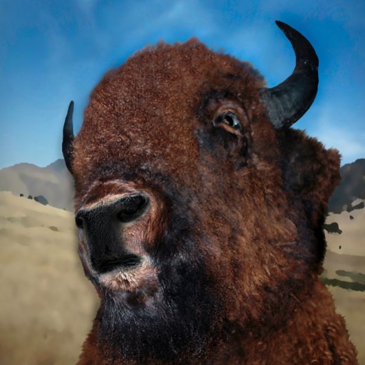 TITEL: " PHESANT SUCHT NACH PREY : POSTER