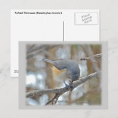 Titmaus (Baeolophus bicolor)-Elemente Postkarte (Vorne/Hinten)