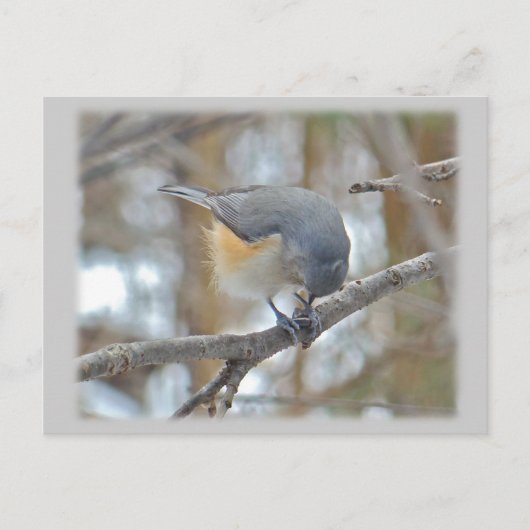 Titmaus (Baeolophus bicolor)-Elemente Postkarte (Vorderseite)
