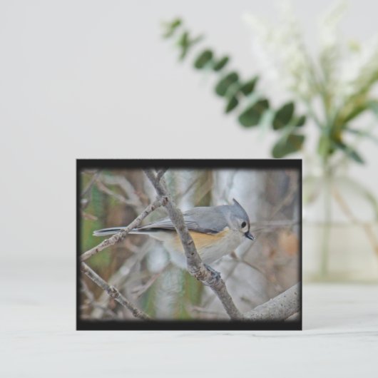 Titmaus (Baeolophus bicolor)-Elemente Postkarte (Stehend Vorderseite)
