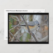 Titmaus (Baeolophus bicolor)-Elemente Postkarte (Vorne/Hinten)