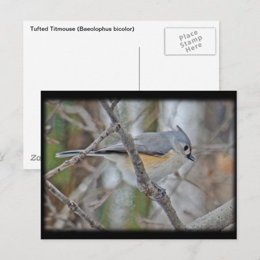 Titmaus (Baeolophus bicolor)-Elemente Postkarte (Vorne/Hinten)