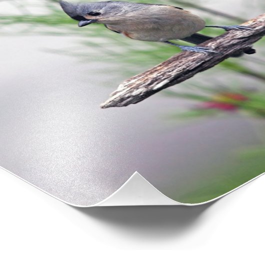 Titmaus Fotodruck (Ecke)