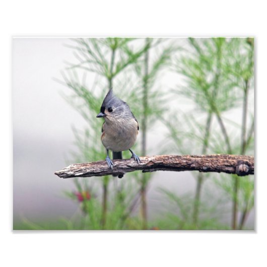 Titmaus Fotodruck (Vorne)