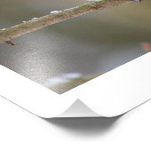 TitMaus Fotodruck (Ecke)