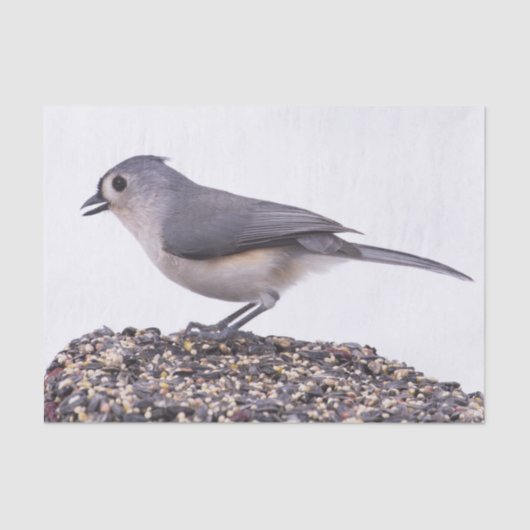 Titmaus, gespritzt, auf Vogelleder-Gewebe Seidenpapier (Vorderseite)