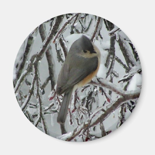 Titmaus Magnet (Vorne)