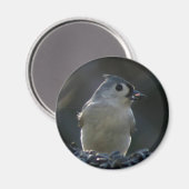 Titmaus Magnet (Vorderseite/Rückseite)