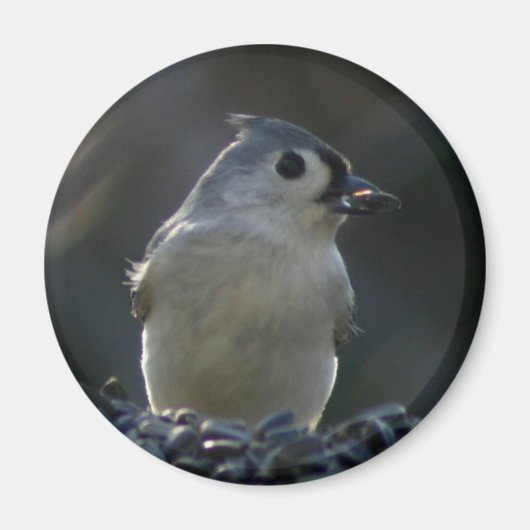 Titmaus Magnet (Vorne)