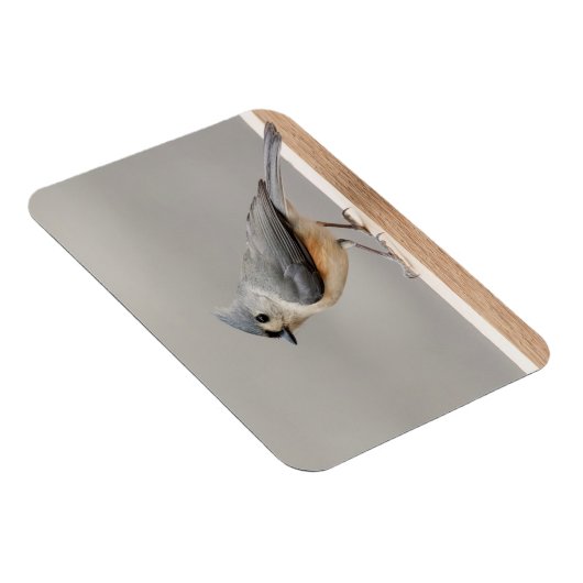Titmaus Magnet (Rechte Seite)