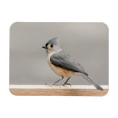 Titmaus Magnet (Horizontal)