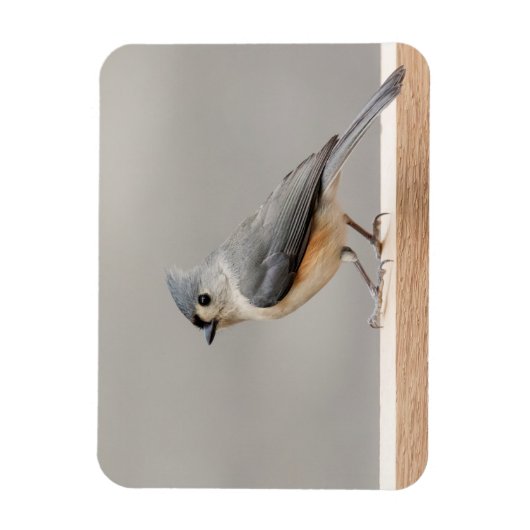 Titmaus Magnet (Vertikal)