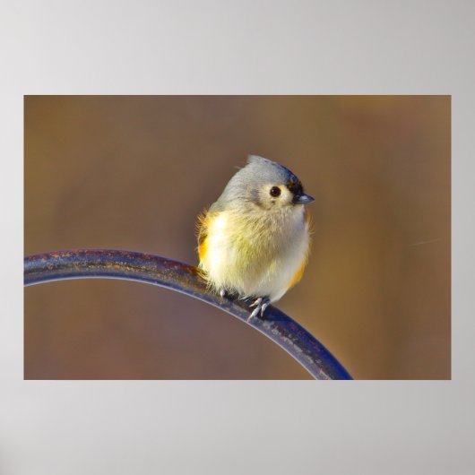 Titmaus Poster (Vorne)