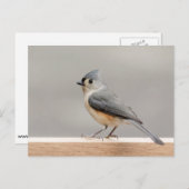 Titmaus Postkarte (Vorne/Hinten)