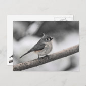 Titmaus Postkarte (Vorne/Hinten)