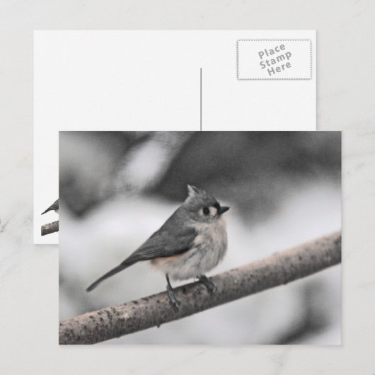 Titmaus Postkarte (Vorne/Hinten)