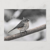 Titmaus Postkarte (Vorderseite)