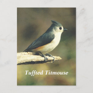 Titmaus Postkarte