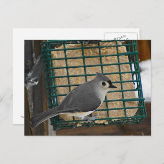 Titmaus Postkarte (Vorne/Hinten)