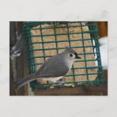 Titmaus Postkarte (Vorderseite)