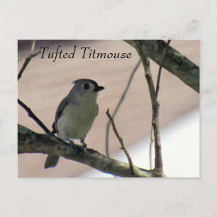 Titmaus - Postkarte lernen - Florida