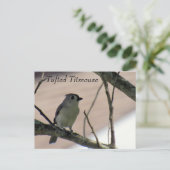 Titmaus - Postkarte lernen - Florida (Stehend Vorderseite)