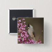 Titmaus, schwarz, Baeolophus Button (Vorne & Hinten)