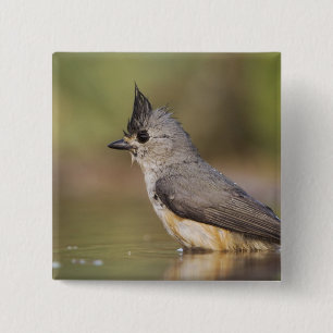 Titmaus, schwarz, Baeolophus Button