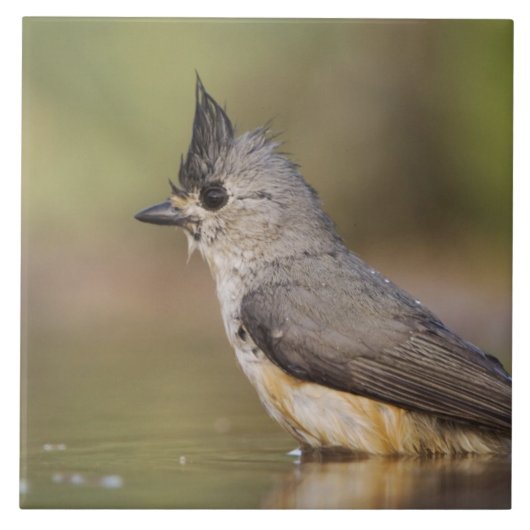 Titmaus, schwarz, Baeolophus Fliese (Vorderseite)
