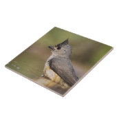 Titmaus, schwarz, Baeolophus Fliese (Seite)