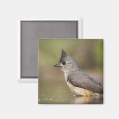 Titmaus, schwarz, Baeolophus Magnet (Vorderseite/Rückseite)